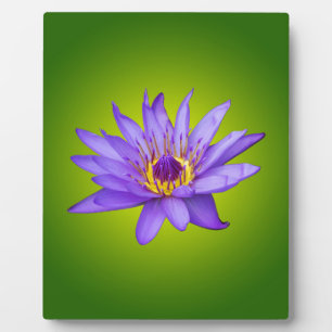 Plaque Photo Eau Lily Étang Aquatique Purple Fleurit