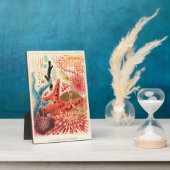 Plaque Photo Échinodermes de la Grande barrière de corail (Côté)