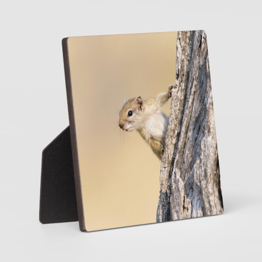 Plaque Photo Écureuil (Recto)