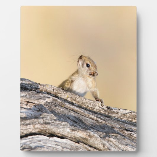 Plaque Photo Écureuil (Devant)