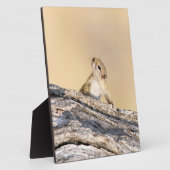 Plaque Photo Écureuil (Côté)