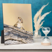 Plaque Photo Écureuil (Côté)