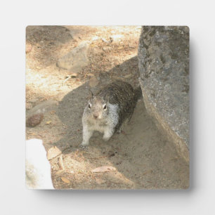 Plaque Photo Écureuil mignon en Yosemite, CA