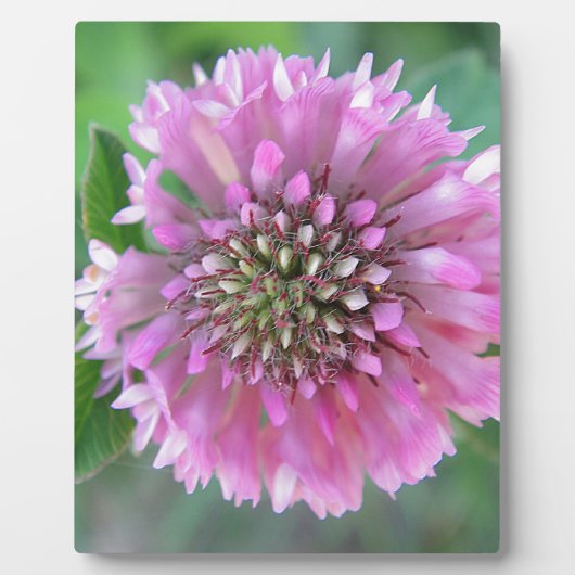 Plaque Photo Einzigartige rosa Blüte (Devant)