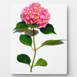 Plaque Photo Elégante hydrangée rose fleurie rose