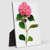Plaque Photo Elégante hydrangée rose fleurie rose (Côté)