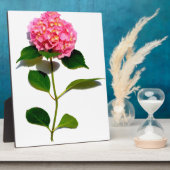 Plaque Photo Elégante hydrangée rose fleurie rose (Côté)