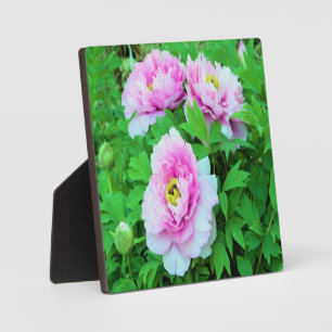 Plaque Photo Élégante pivoine d'arbre rose avec centre jaune