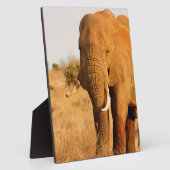 Plaque Photo Éléphants (Côté)
