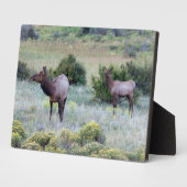 Plaque Photo Elk américain | Colorado (Côté)