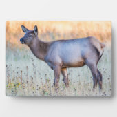 Plaque Photo Elk de veau | Madison Junction, Wyoming (Devant)