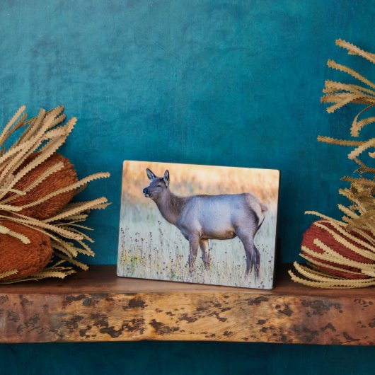 Plaque Photo Elk de veau | Madison Junction, Wyoming (Côté)