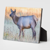 Plaque Photo Elk de veau | Madison Junction, Wyoming (Côté)