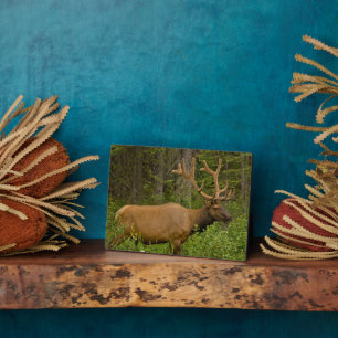 Plaque Photo Elk mâle   Parc national Banff, Alberta, Canada