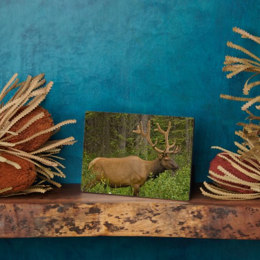Plaque Photo Elk mâle | Parc national Banff, Alberta, Canada (Côté)