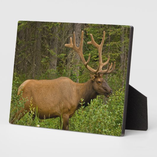 Plaque Photo Elk mâle | Parc national Banff, Alberta, Canada (Côté)