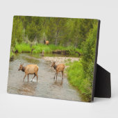 Plaque Photo Elks traversant le fleuve Colorado (Côté)