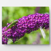 Plaque Photo énergie katydone (Devant)