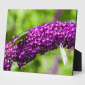 Plaque Photo énergie katydone (Côté)