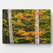 Plaque Photo Érable et bouleau | White Mountains, NH (Devant)