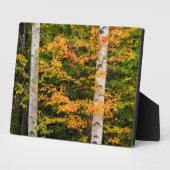 Plaque Photo Érable et bouleau | White Mountains, NH (Côté)