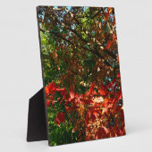 Plaque Photo Érable japonais en automne (Côté)