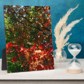 Plaque Photo Érable japonais en automne (Côté)