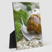 Plaque Photo Escargot de Bourgogne (Côté)