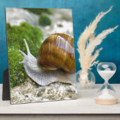 Plaque Photo Escargot de Bourgogne (Côté)