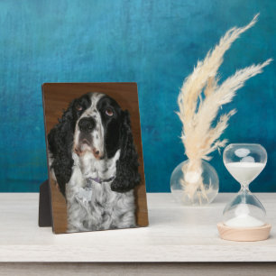 Plaque Photo Espagnol de printemps anglais photo pour animal de