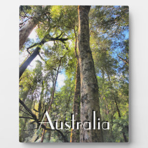 Plaque Photo Eucalyptus gommiers de la forêt pluviale australie