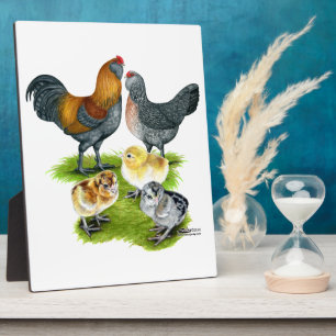 Plaque Photo Famille Ameraucana de poulet