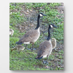 Plaque Photo Famille canadienne d'oies