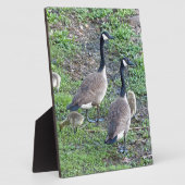 Plaque Photo Famille canadienne d'oies (Côté)