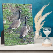 Plaque Photo Famille canadienne d'oies (Côté)