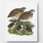 Plaque Photo Famille Coturnix Quail (Devant)