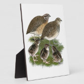 Plaque Photo Famille Coturnix Quail (Côté)