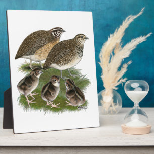 Plaque Photo Famille de Cailles Coturnix