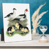 Plaque Photo Famille de muscovy de canards noirs (Côté)