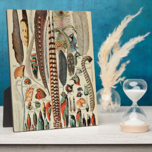 Plaque Photo Feather Bird Wildlife Plumes d'antiquités