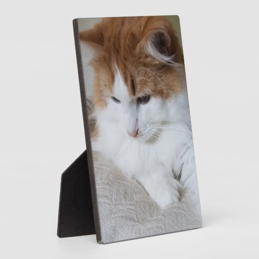 Plaque Photo (Feline Fancy) Contemplation Kitty : Photo Cat (Côté)