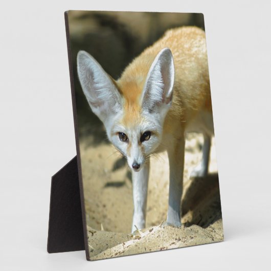 Plaque Photo Fennec renx (Côté)