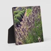 Plaque Photo Ferme de Lavender (Recto)