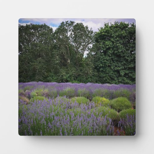 Plaque Photo Ferme de Lavender (Devant)