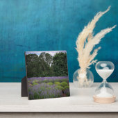 Plaque Photo Ferme de Lavender (Insitu)