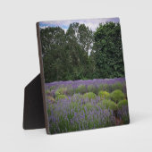 Plaque Photo Ferme de Lavender (Recto)
