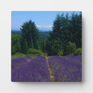 Plaque Photo Ferme de Lavender