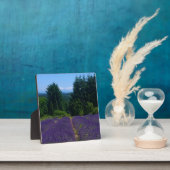 Plaque Photo Ferme de Lavender (Insitu)