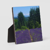 Plaque Photo Ferme de Lavender (Recto)