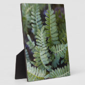 Plaque Photo Ferne de résurrection - Polypodium polypodioides (Côté)